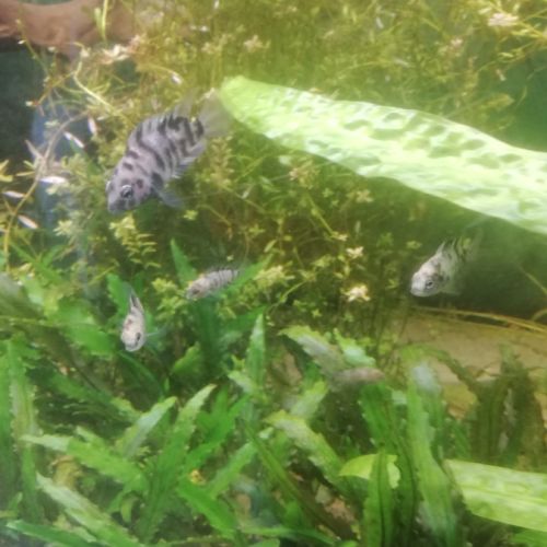 Cichlasoma nigrofasciatum 0.50cts euros 2 3 cm