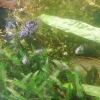 Cichlasoma nigrofasciatum 0.50cts euros 2 3 cm