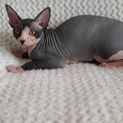 Chaton sphynx loof femelle #1