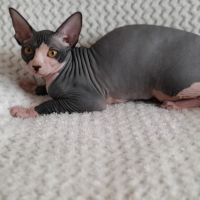 Chaton sphynx loof femelle #1