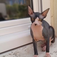 Chaton sphynx loof femelle