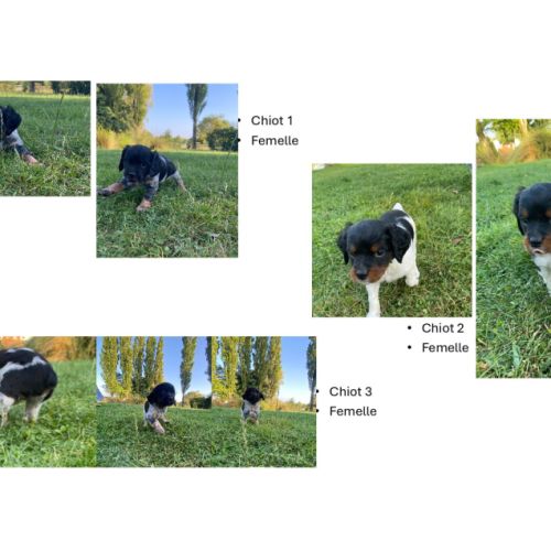 Chiots épagneul breton lof - 62 pas de calais #2