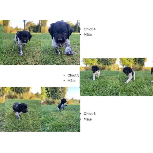 Chiots épagneul breton lof - 62 pas de calais #3