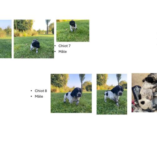 Chiots épagneul breton lof - 62 pas de calais