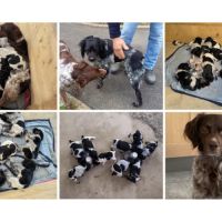 Chiots épagneul breton lof - 62 pas de calais #1