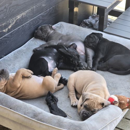 Chiots cane corso #0