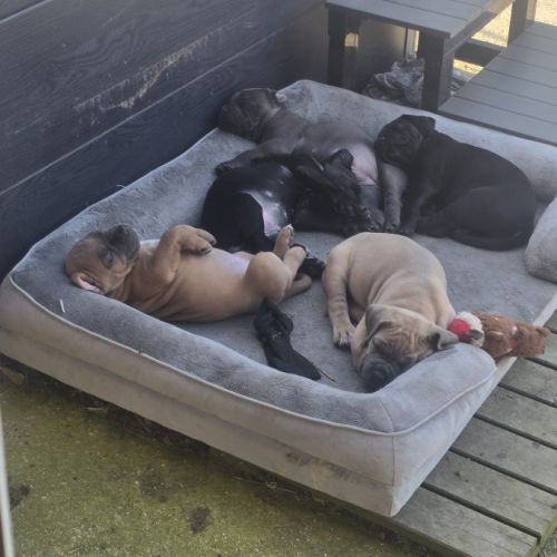 Chiots cane corso #2