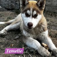 Chiot husky siberien