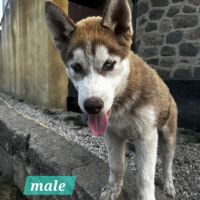 Chiot husky siberien #2