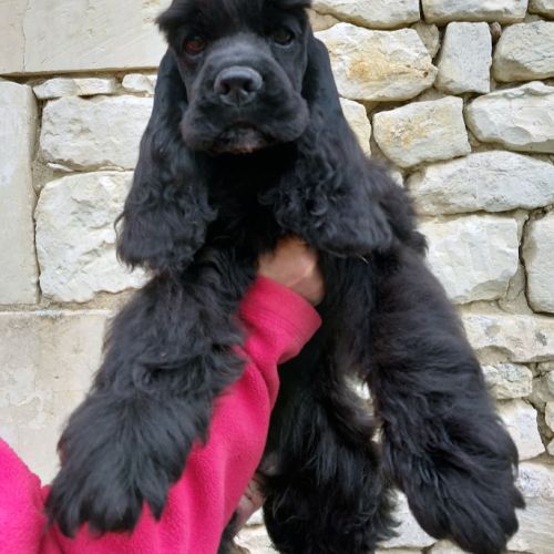 Magnifiques filles cocker spaniel américain #5