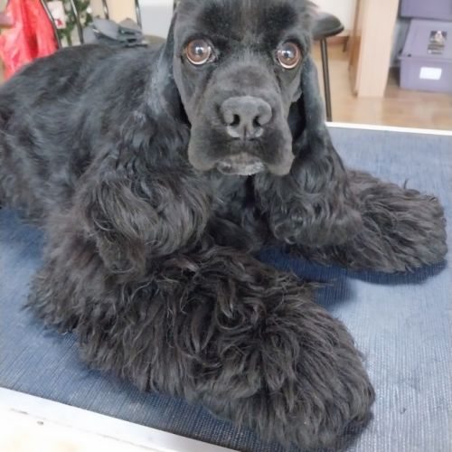 Magnifiques fille cocker spaniel américain #3