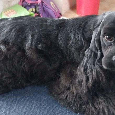 Magnifiques fille cocker spaniel américain #4