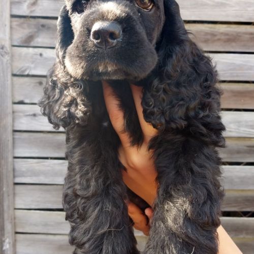 Magnifiques chiots de cocker spaniel américain #3