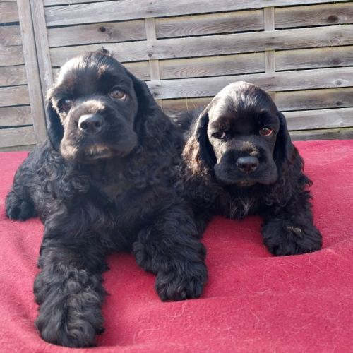 Magnifiques chiots de cocker spaniel américain #5