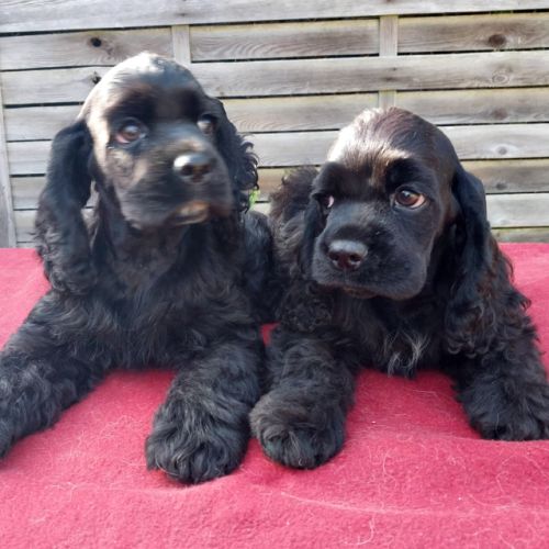 Magnifiques chiots de cocker spaniel américain #6