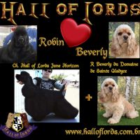 Magnifiques chiots de cocker spaniel américain