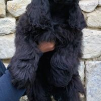 Magnifiques filles cocker spaniel américain #2