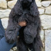 Magnifiques filles cocker spaniel américain #3