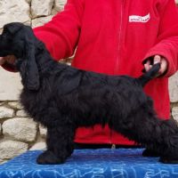 Magnifiques filles cocker spaniel américain #4