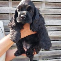 Magnifiques chiots de cocker spaniel américain #2