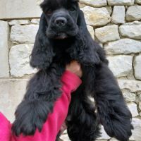 Magnifiques filles cocker spaniel américain #5