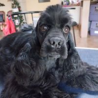 Magnifiques fille cocker spaniel américain #2