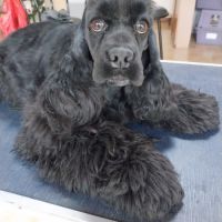 Magnifiques fille cocker spaniel américain #3