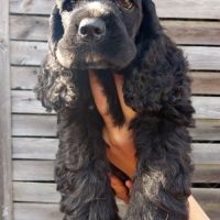 Magnifiques chiots de cocker spaniel américain #3