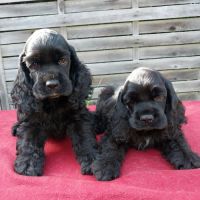 Magnifiques chiots de cocker spaniel américain #4
