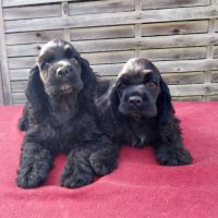 Magnifiques chiots de cocker spaniel américain #7