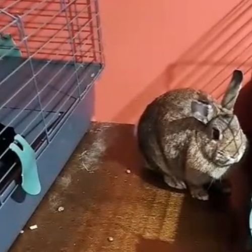 Galipette femelle marron #0