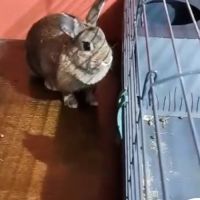 Galipette femelle marron #2