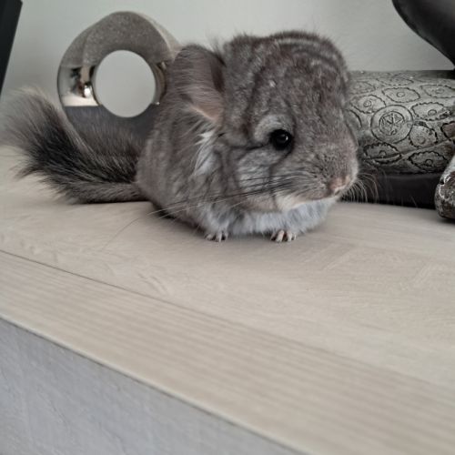 Chinchilla angora #1