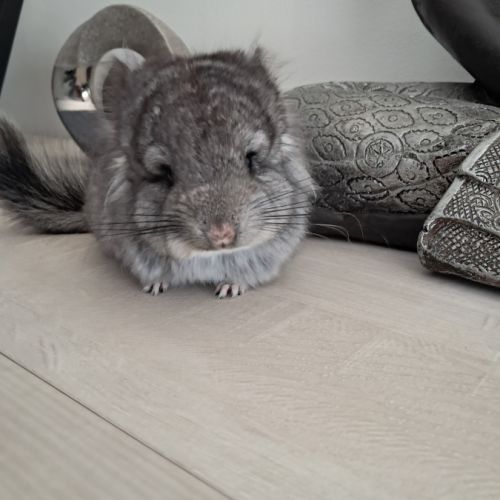 Chinchilla angora #2