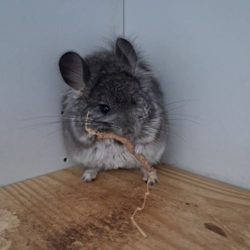 Chinchilla angora