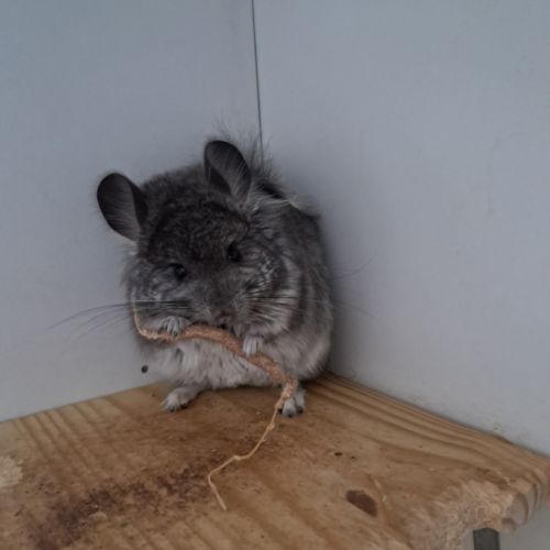 Chinchilla angora #4