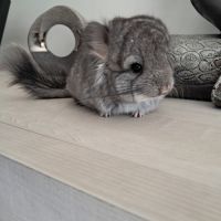 Chinchilla angora #1