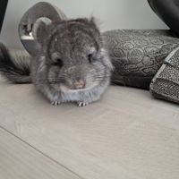 Chinchilla angora #2