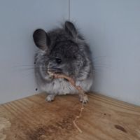Chinchilla angora