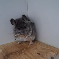 Chinchilla angora #4