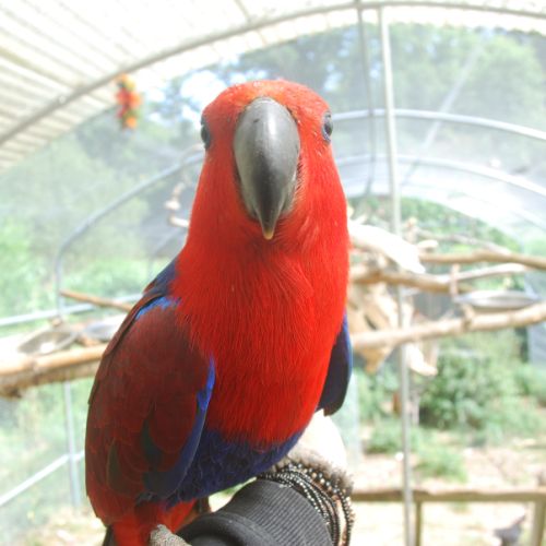 Éclectus femelle #2