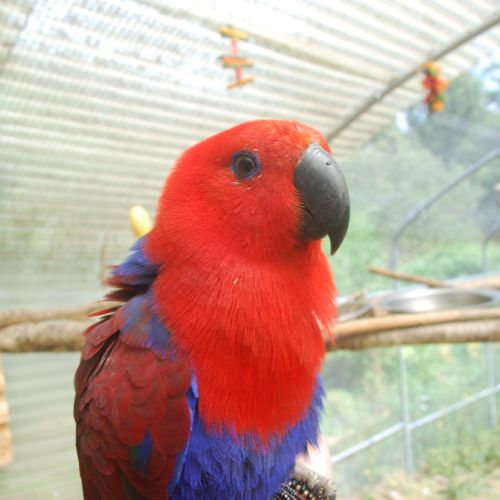 Éclectus femelle #0