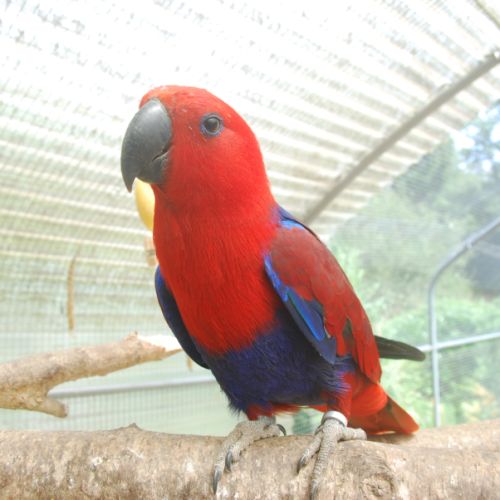 Éclectus femelle #4