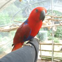 Éclectus femelle #1