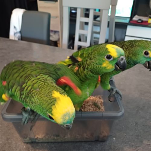 Amazone élevée à la main #3