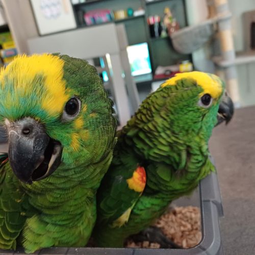 Amazone élevée à la main #4