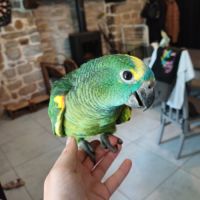 Amazone élevée à la main #1