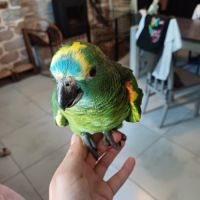 Amazone élevée à la main #2