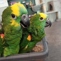 Amazone élevée à la main