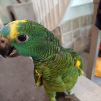 Amazone élevée à la main #6